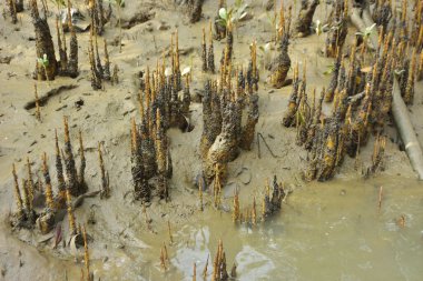 Bakkhali Nehri bölgesindeki mangrov kökleri ve çamurlu gelgit alanının yakın görüntüsü, doğal gün ışığı altında Bangladeş 'teki Cox' s Bazar 'ın dokulu kıyı ekosistemini gösteriyor..