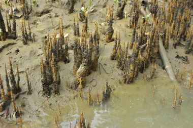 Bakkhali Nehri bölgesindeki mangrov kökleri ve çamurlu gelgit alanının yakın görüntüsü, doğal gün ışığı altında Bangladeş 'teki Cox' s Bazar 'ın dokulu kıyı ekosistemini gösteriyor..
