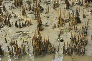Bakkhali Nehri bölgesindeki mangrov kökleri ve çamurlu gelgit alanının yakın görüntüsü, doğal gün ışığı altında Bangladeş 'teki Cox' s Bazar 'ın dokulu kıyı ekosistemini gösteriyor..