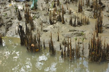 Bakkhali Nehri bölgesindeki mangrov kökleri ve çamurlu gelgit alanının yakın görüntüsü, doğal gün ışığı altında Bangladeş 'teki Cox' s Bazar 'ın dokulu kıyı ekosistemini gösteriyor..