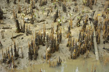 Mangrove orman gelgit deresi, alçak gelgit sırasında çamurlu kıyı şeridi, tropikal sulak arazi ekosistemi ve nehir kıyısı bitki örtüsü