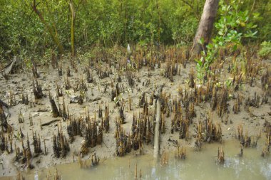 Mangrove orman gelgit deresi, alçak gelgit sırasında çamurlu kıyı şeridi, tropikal sulak arazi ekosistemi ve nehir kıyısı bitki örtüsü