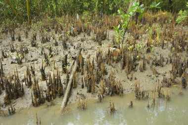 Mangrove orman gelgit deresi, alçak gelgit sırasında çamurlu kıyı şeridi, tropikal sulak arazi ekosistemi ve nehir kıyısı bitki örtüsü