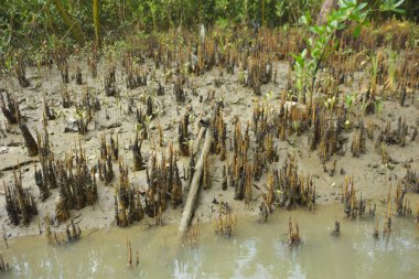 Mangrove orman gelgit deresi, alçak gelgit sırasında çamurlu kıyı şeridi, tropikal sulak arazi ekosistemi ve nehir kıyısı bitki örtüsü