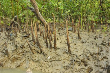 Mangrove orman gelgit deresi, alçak gelgit sırasında çamurlu kıyı şeridi, tropikal sulak arazi ekosistemi ve nehir kıyısı bitki örtüsü