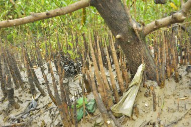 Mangrove orman gelgit deresi, alçak gelgit sırasında çamurlu kıyı şeridi, tropikal sulak arazi ekosistemi ve nehir kıyısı bitki örtüsü