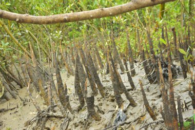 Mangrove orman gelgit deresi, alçak gelgit sırasında çamurlu kıyı şeridi, tropikal sulak arazi ekosistemi ve nehir kıyısı bitki örtüsü
