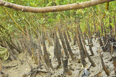 Mangrove orman gelgit deresi, alçak gelgit sırasında çamurlu kıyı şeridi, tropikal sulak arazi ekosistemi ve nehir kıyısı bitki örtüsü