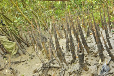 Mangrove orman gelgit deresi, alçak gelgit sırasında çamurlu kıyı şeridi, tropikal sulak arazi ekosistemi ve nehir kıyısı bitki örtüsü
