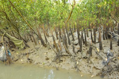 Mangrove orman gelgit deresi, alçak gelgit sırasında çamurlu kıyı şeridi, tropikal sulak arazi ekosistemi ve nehir kıyısı bitki örtüsü