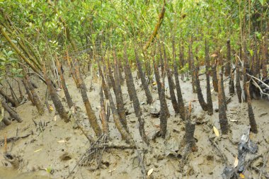 Mangrove orman gelgit deresi, alçak gelgit sırasında çamurlu kıyı şeridi, tropikal sulak arazi ekosistemi ve nehir kıyısı bitki örtüsü