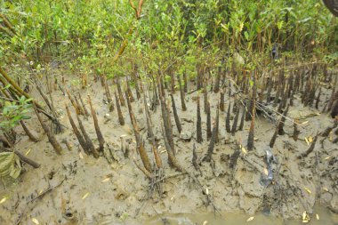 Mangrove orman gelgit deresi, alçak gelgit sırasında çamurlu kıyı şeridi, tropikal sulak arazi ekosistemi ve nehir kıyısı bitki örtüsü