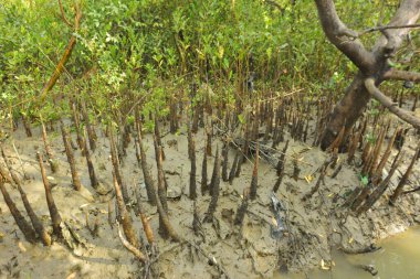 Mangrove orman gelgit deresi, alçak gelgit sırasında çamurlu kıyı şeridi, tropikal sulak arazi ekosistemi ve nehir kıyısı bitki örtüsü