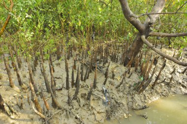 Mangrove orman gelgit deresi, alçak gelgit sırasında çamurlu kıyı şeridi, tropikal sulak arazi ekosistemi ve nehir kıyısı bitki örtüsü