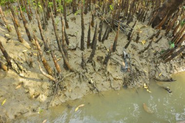 Mangrove orman gelgit deresi, alçak gelgit sırasında çamurlu kıyı şeridi, tropikal sulak arazi ekosistemi ve nehir kıyısı bitki örtüsü