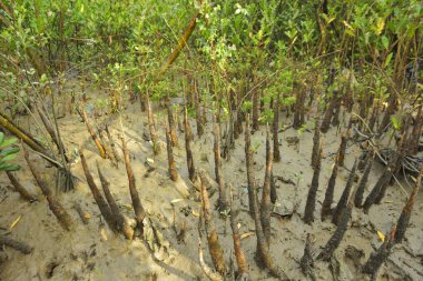 Mangrove orman gelgit deresi, alçak gelgit sırasında çamurlu kıyı şeridi, tropikal sulak arazi ekosistemi ve nehir kıyısı bitki örtüsü