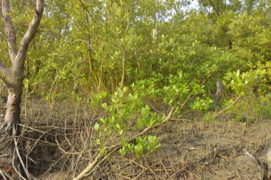 Mangrove orman gelgit deresi, alçak gelgit sırasında çamurlu kıyı şeridi, tropikal sulak arazi ekosistemi ve nehir kıyısı bitki örtüsü