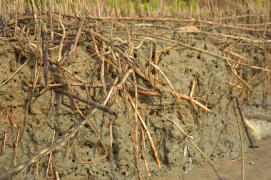 Mangrove orman gelgit deresi, alçak gelgit sırasında çamurlu kıyı şeridi, tropikal sulak arazi ekosistemi ve nehir kıyısı bitki örtüsü