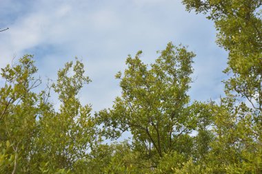 Mangrove orman gelgit deresi, alçak gelgit sırasında çamurlu kıyı şeridi, tropikal sulak arazi ekosistemi ve nehir kıyısı bitki örtüsü