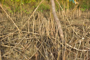 Mangrove orman gelgit deresi, alçak gelgit sırasında çamurlu kıyı şeridi, tropikal sulak arazi ekosistemi ve nehir kıyısı bitki örtüsü