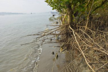 Mangrove orman gelgit deresi, alçak gelgit sırasında çamurlu kıyı şeridi, tropikal sulak arazi ekosistemi ve nehir kıyısı bitki örtüsü