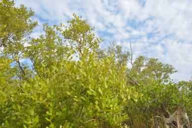 Mangrove orman gelgit deresi, alçak gelgit sırasında çamurlu kıyı şeridi, tropikal sulak arazi ekosistemi ve nehir kıyısı bitki örtüsü