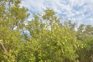 Mangrove orman gelgit deresi, alçak gelgit sırasında çamurlu kıyı şeridi, tropikal sulak arazi ekosistemi ve nehir kıyısı bitki örtüsü