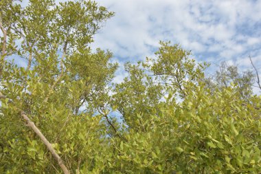 Mangrove orman gelgit deresi, alçak gelgit sırasında çamurlu kıyı şeridi, tropikal sulak arazi ekosistemi ve nehir kıyısı bitki örtüsü
