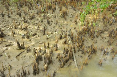 Mangrove orman kıyı şeridi ve çamurlu gel-git arazisi kıyı suları, tropikal haliç ekosistem ve nehir kıyısı bitki örtüsü, doğal habitat ve çevresel koruma sahnesi boyunca kökleri açıkta kalmış.