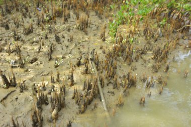 Mangrove orman kıyı şeridi ve çamurlu gel-git arazisi kıyı suları, tropikal haliç ekosistem ve nehir kıyısı bitki örtüsü, doğal habitat ve çevresel koruma sahnesi boyunca kökleri açıkta kalmış.