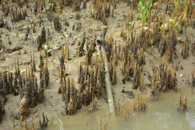 Mangrove orman kıyı şeridi ve çamurlu gel-git arazisi kıyı suları, tropikal haliç ekosistem ve nehir kıyısı bitki örtüsü, doğal habitat ve çevresel koruma sahnesi boyunca kökleri açıkta kalmış.