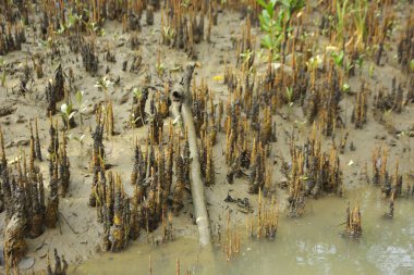 Mangrove orman kıyı şeridi ve çamurlu gel-git arazisi kıyı suları, tropikal haliç ekosistem ve nehir kıyısı bitki örtüsü, doğal habitat ve çevresel koruma sahnesi boyunca kökleri açıkta kalmış.
