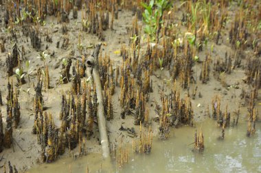 Mangrove orman kıyı şeridi ve çamurlu gel-git arazisi kıyı suları, tropikal haliç ekosistem ve nehir kıyısı bitki örtüsü, doğal habitat ve çevresel koruma sahnesi boyunca kökleri açıkta kalmış.
