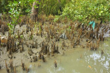 Mangrove orman kıyı şeridi ve çamurlu gel-git arazisi kıyı suları, tropikal haliç ekosistem ve nehir kıyısı bitki örtüsü, doğal habitat ve çevresel koruma sahnesi boyunca kökleri açıkta kalmış.