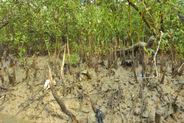 Mangrove orman kıyı şeridi ve çamurlu gel-git arazisi kıyı suları, tropikal haliç ekosistem ve nehir kıyısı bitki örtüsü, doğal habitat ve çevresel koruma sahnesi boyunca kökleri açıkta kalmış.