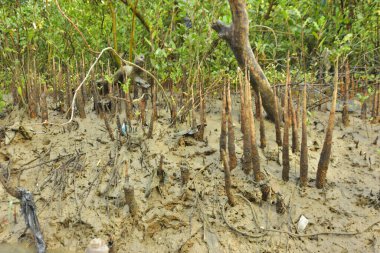 Mangrove orman kıyı şeridi ve çamurlu gel-git arazisi kıyı suları, tropikal haliç ekosistem ve nehir kıyısı bitki örtüsü, doğal habitat ve çevresel koruma sahnesi boyunca kökleri açıkta kalmış.