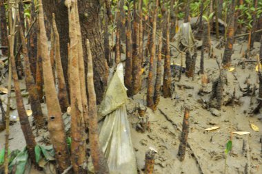 Mangrove orman kıyı şeridi ve çamurlu gel-git arazisi kıyı suları, tropikal haliç ekosistem ve nehir kıyısı bitki örtüsü, doğal habitat ve çevresel koruma sahnesi boyunca kökleri açıkta kalmış.