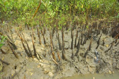 Mangrove orman kıyı şeridi ve çamurlu gel-git arazisi kıyı suları, tropikal haliç ekosistem ve nehir kıyısı bitki örtüsü, doğal habitat ve çevresel koruma sahnesi boyunca kökleri açıkta kalmış.