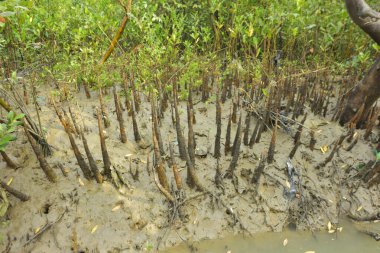 Mangrove orman kıyı şeridi ve çamurlu gel-git arazisi kıyı suları, tropikal haliç ekosistem ve nehir kıyısı bitki örtüsü, doğal habitat ve çevresel koruma sahnesi boyunca kökleri açıkta kalmış.