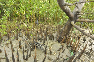 Mangrove orman kıyı şeridi ve çamurlu gel-git arazisi kıyı suları, tropikal haliç ekosistem ve nehir kıyısı bitki örtüsü, doğal habitat ve çevresel koruma sahnesi boyunca kökleri açıkta kalmış.