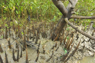 Mangrove orman kıyı şeridi ve çamurlu gel-git arazisi kıyı suları, tropikal haliç ekosistem ve nehir kıyısı bitki örtüsü, doğal habitat ve çevresel koruma sahnesi boyunca kökleri açıkta kalmış.