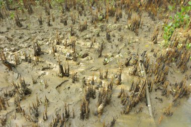 Mangrove orman kıyı şeridi ve çamurlu gel-git arazisi kıyı suları, tropikal haliç ekosistem ve nehir kıyısı bitki örtüsü, doğal habitat ve çevresel koruma sahnesi boyunca kökleri açıkta kalmış.