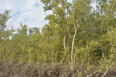 Mangrove orman kıyı şeridi ve çamurlu gel-git arazisi kıyı suları, tropikal haliç ekosistem ve nehir kıyısı bitki örtüsü, doğal habitat ve çevresel koruma sahnesi boyunca kökleri açıkta kalmış.