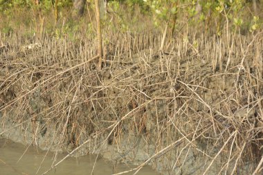 Mangrove orman kıyı şeridi ve çamurlu gel-git arazisi kıyı suları, tropikal haliç ekosistem ve nehir kıyısı bitki örtüsü, doğal habitat ve çevresel koruma sahnesi boyunca kökleri açıkta kalmış.