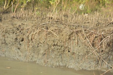 Mangrove orman kıyı şeridi ve çamurlu gel-git arazisi kıyı suları, tropikal haliç ekosistem ve nehir kıyısı bitki örtüsü, doğal habitat ve çevresel koruma sahnesi boyunca kökleri açıkta kalmış.