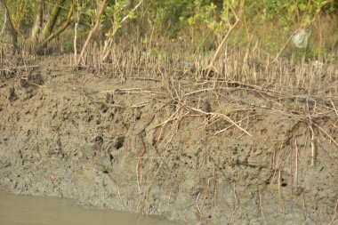 Mangrove orman kıyı şeridi ve çamurlu gel-git arazisi kıyı suları, tropikal haliç ekosistem ve nehir kıyısı bitki örtüsü, doğal habitat ve çevresel koruma sahnesi boyunca kökleri açıkta kalmış.