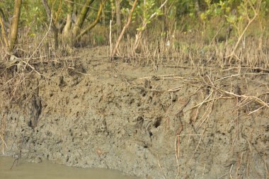 Mangrove orman kıyı şeridi ve çamurlu gel-git arazisi kıyı suları, tropikal haliç ekosistem ve nehir kıyısı bitki örtüsü, doğal habitat ve çevresel koruma sahnesi boyunca kökleri açıkta kalmış.