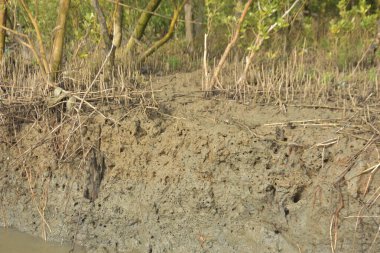 Mangrove orman kıyı şeridi ve çamurlu gel-git arazisi kıyı suları, tropikal haliç ekosistem ve nehir kıyısı bitki örtüsü, doğal habitat ve çevresel koruma sahnesi boyunca kökleri açıkta kalmış.