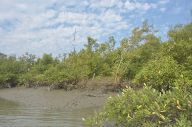 Mangrove orman kıyı şeridi ve çamurlu gel-git arazisi kıyı suları, tropikal haliç ekosistem ve nehir kıyısı bitki örtüsü, doğal habitat ve çevresel koruma sahnesi boyunca kökleri açıkta kalmış.