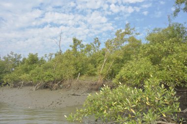 Mangrove orman kıyı şeridi ve çamurlu gel-git arazisi kıyı suları, tropikal haliç ekosistem ve nehir kıyısı bitki örtüsü, doğal habitat ve çevresel koruma sahnesi boyunca kökleri açıkta kalmış.